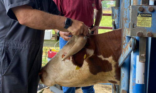 The Benefits of Telemedicine and Portable Endoscopy for Large Animals: Revolutionizing Veterinary Care