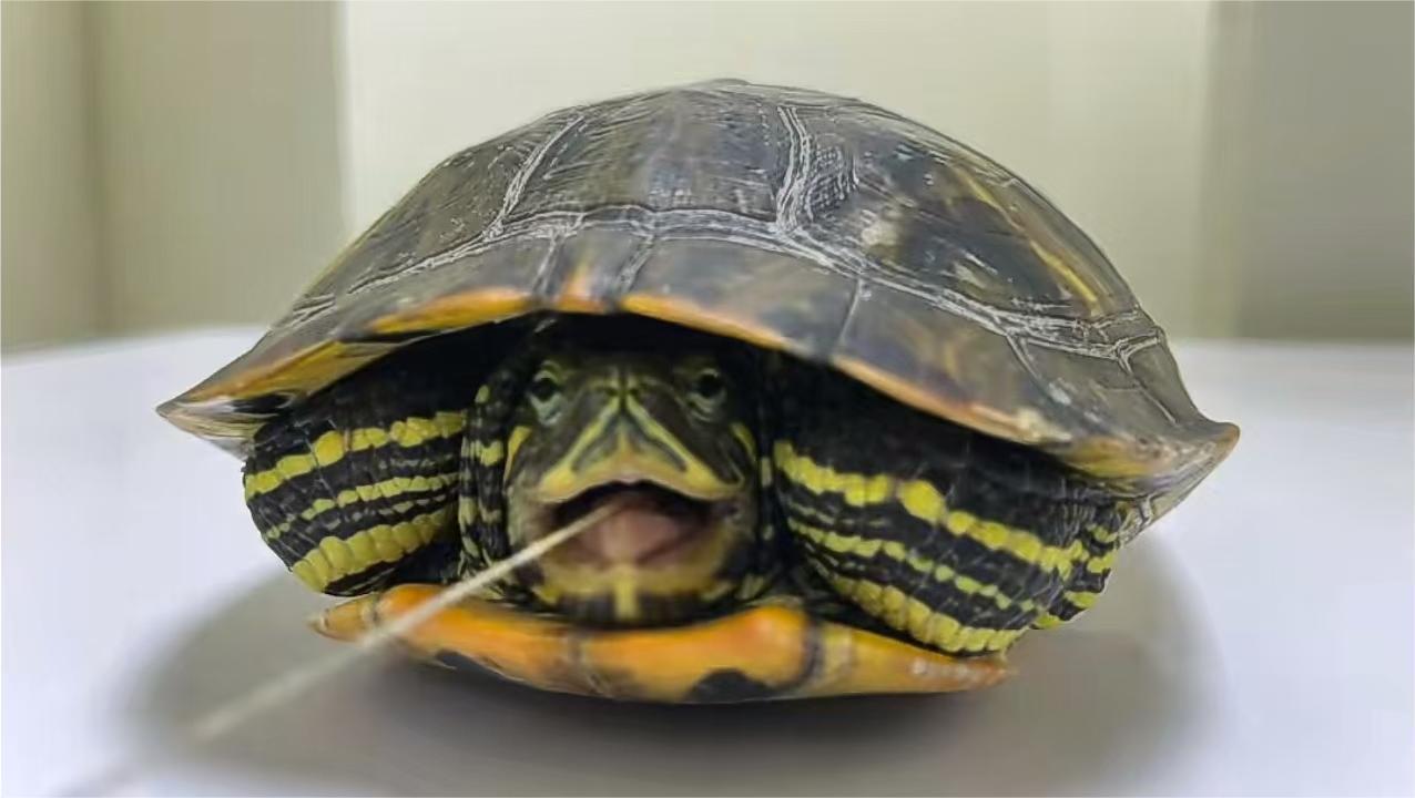 Underwater veterinary endoscope on turtle