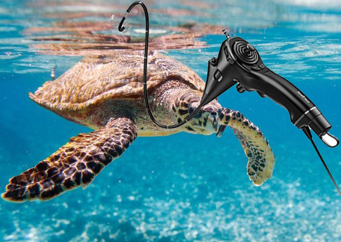 Underwater Endoscopy in Aquatic & Exotic Pets: A New Era of Veterinary Precision