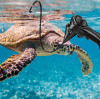 Underwater Endoscopy in Aquatic & Exotic Pets: A New Era of Veterinary Precision