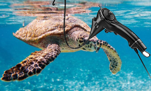 Underwater Endoscopy in Aquatic & Exotic Pets: A New Era of Veterinary Precision