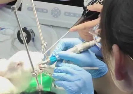 Endoscopio examinando un pez bajo el agua