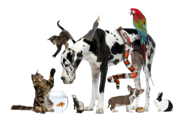 Veterinary Endoscopy by Species: Common Diseases and How Endoscopes Help