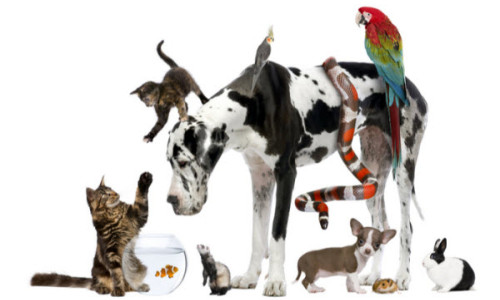 Veterinary Endoscopy by Species: Common Diseases and How Endoscopes Help