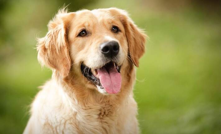 Canine endoscope