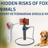The Hidden Risks of Foxtails in Animals: What Every Veterinarian Should Know