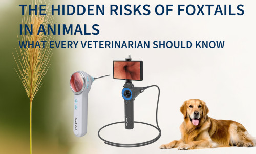The Hidden Risks of Foxtails in Animals: What Every Veterinarian Should Know