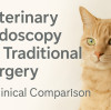 Veterinary Endoscopy vs. Traditional Surgeries: A Clinical Comparison