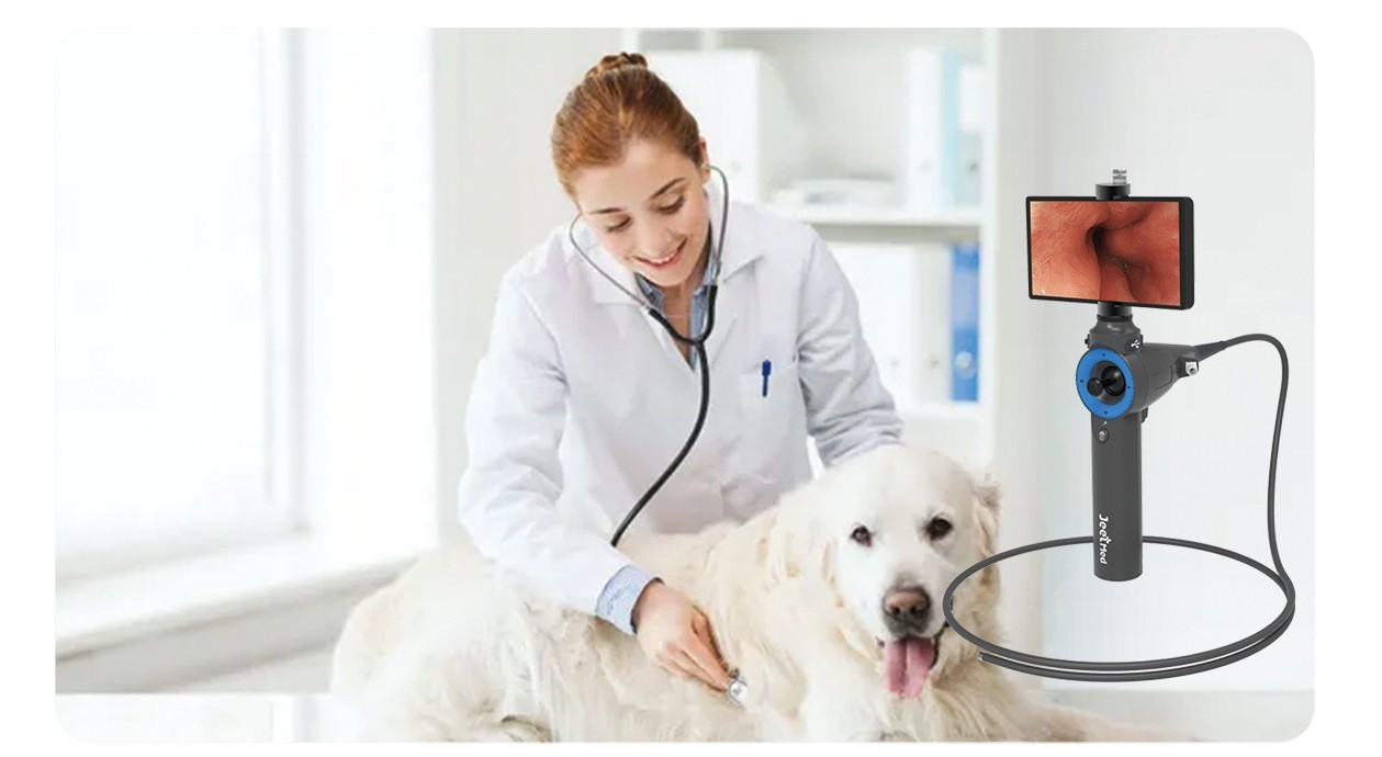 Application of veterinary Endoscope