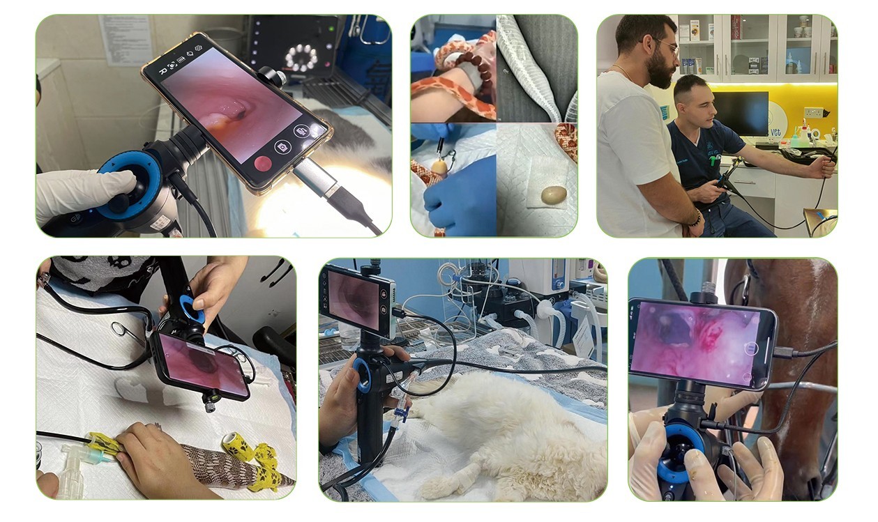 Application of veterinary Endoscope