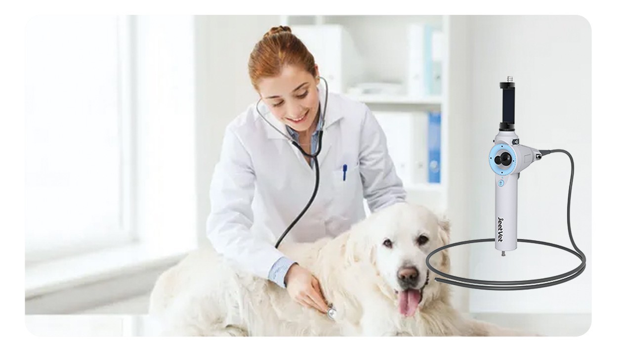 Application of veterinary Endoscope