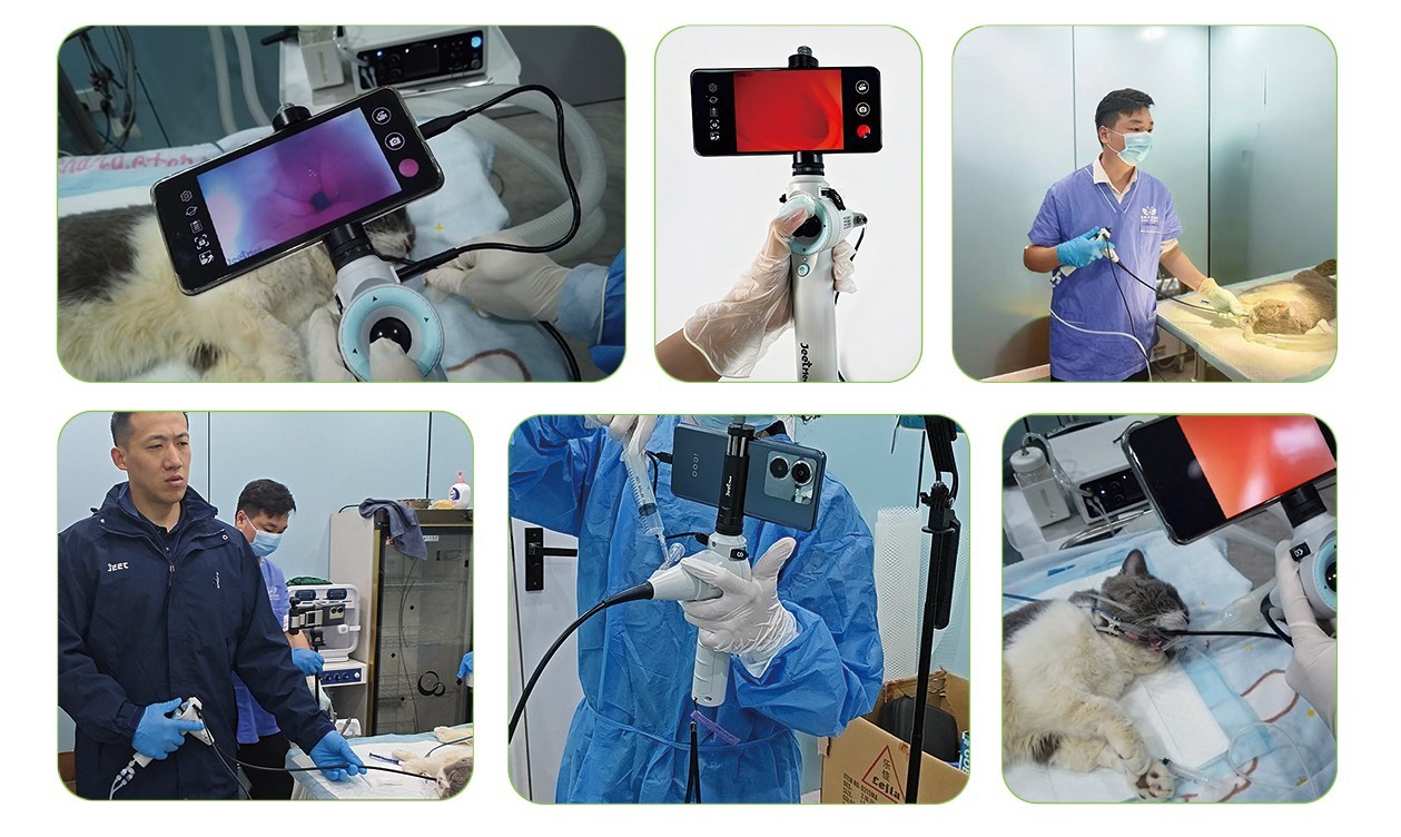 Application of veterinary Endoscope