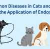 Common Diseases in Cats and Dogs and the Application of Endoscopy