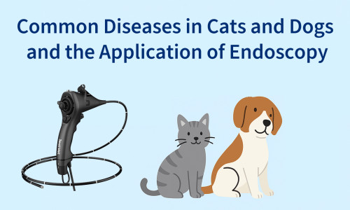 Enfermedades comunes en gatos y perros y la aplicación de la endoscopia