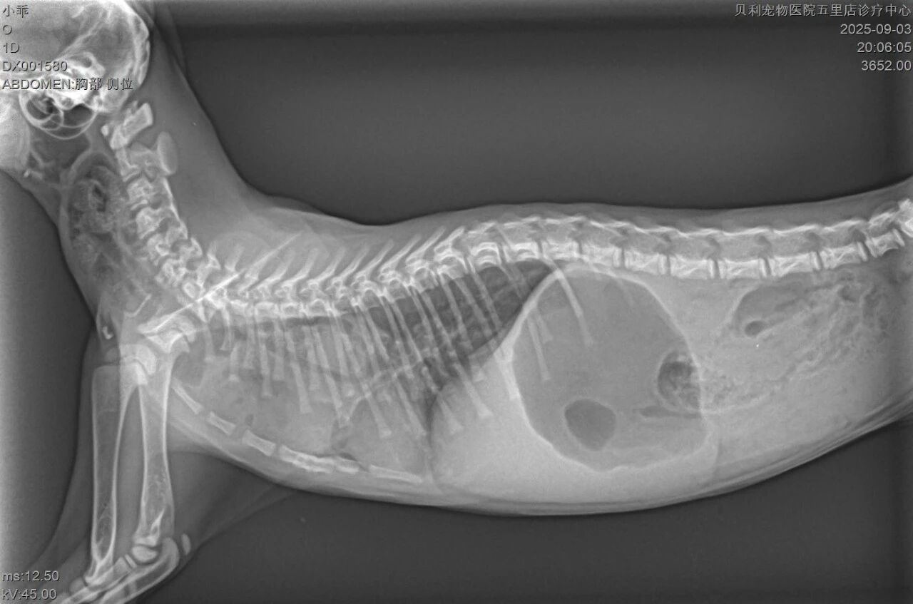 Imagen clínica de endoscopia 2