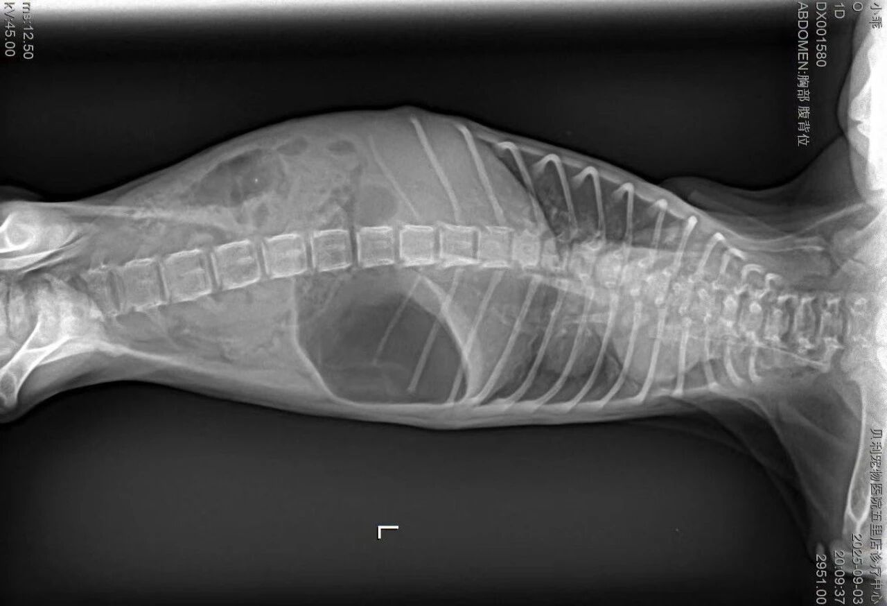 Imagen clínica de endoscopia 1