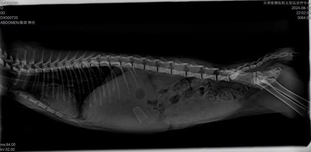 Endoscope examining a fish underwater