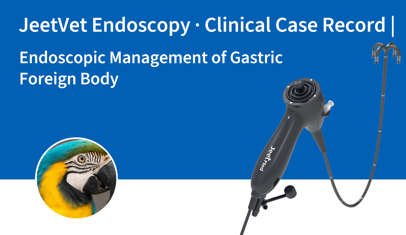 JeetVet Endoscopy · Clinical Case Record | Endoscopic Management of Gastric Foreign Body