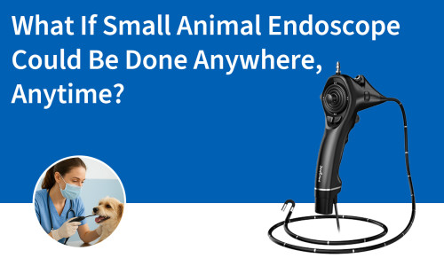 ¿Qué pasaría si la endoscopia en animales pequeños se pudiera realizar en cualquier lugar y en cualquier momento?