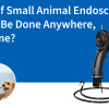 Et si l’endoscope pour petits animaux pouvait être utilisé n’importe où, n’importe quand ?