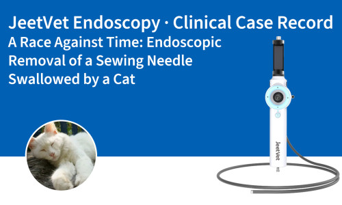 Endoscopie JeetVet · Dossier clinique | Course contre la montre : Extraction endoscopique d’une aiguille à coudre avalée par un chat