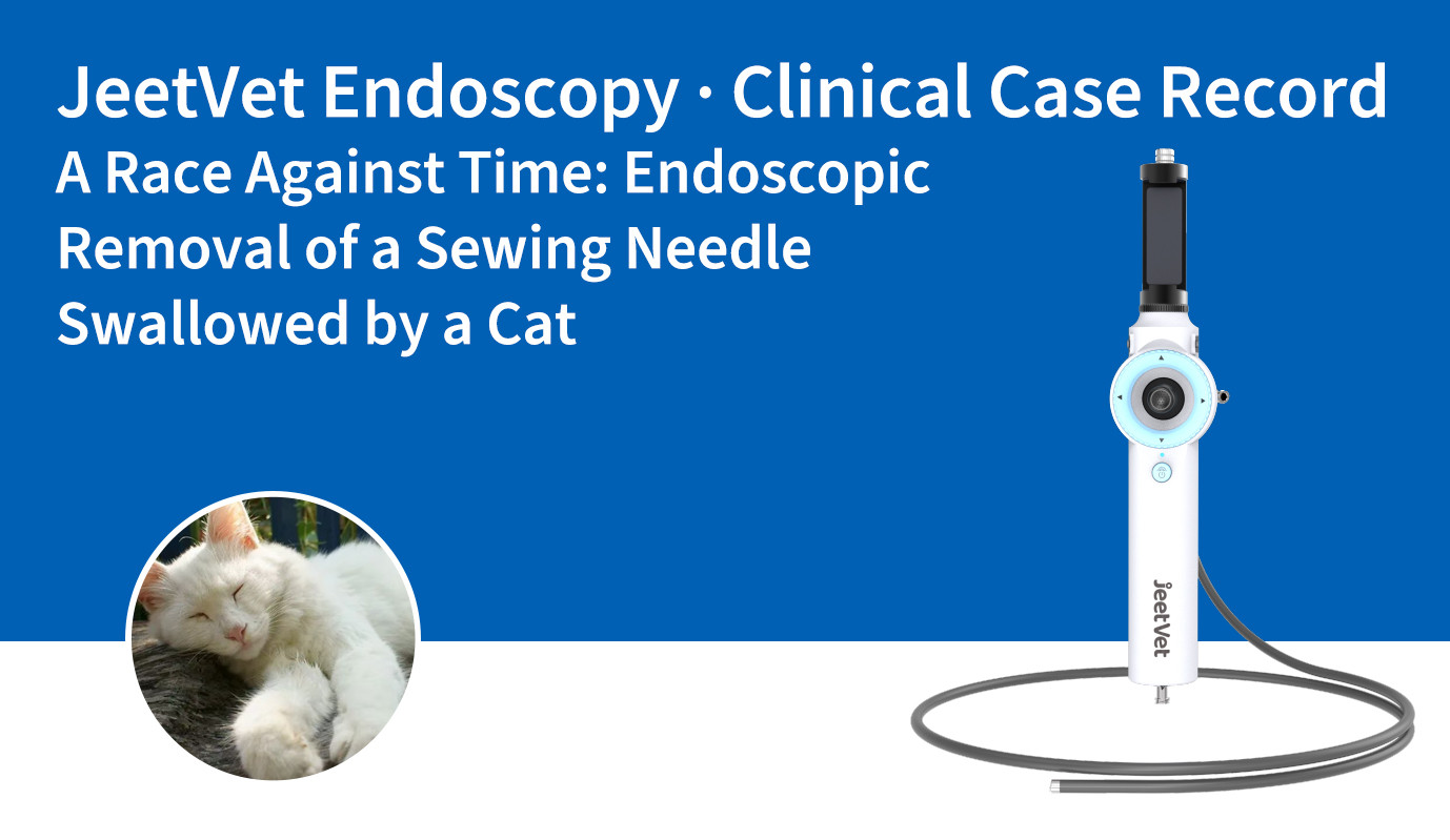 JeetVet Endoscopy · Clinical Case Record | A Race Against Time: Endoscopic Removal of a Sewing Needle Swallowed by a Cat