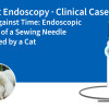Endoscopie JeetVet · Dossier clinique | Course contre la montre : Extraction endoscopique d’une aiguille à coudre avalée par un chat