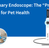Veterinary Endoscope: The “Precision Scout” for Pet Health