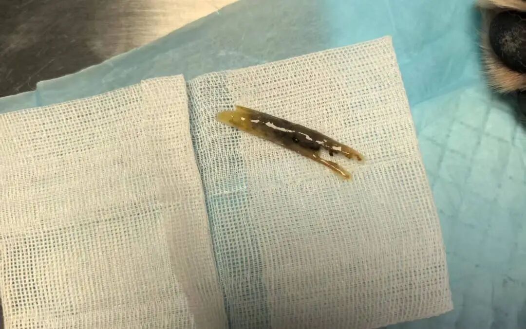 Étui pour endoscope vétérinaire - JeetVet