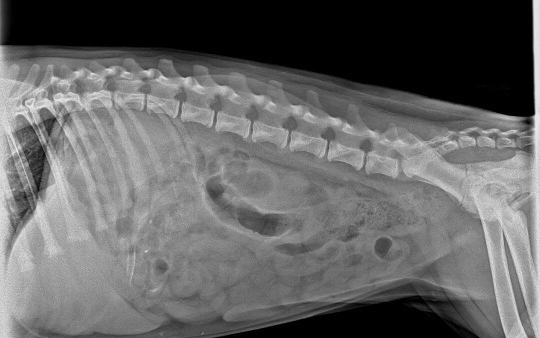 Étui pour endoscope vétérinaire - JeetVet