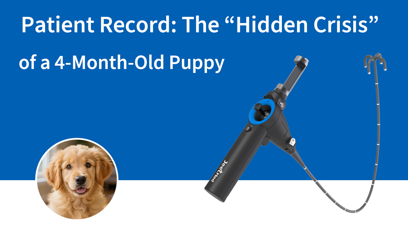Patient Record: The “Hidden Crisis” of a 4-Month-Old Puppy
