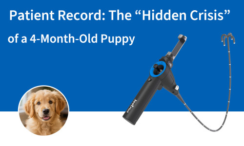 سجل المريض: "الأزمة الخفية" لجرو عمره أربعة أشهر