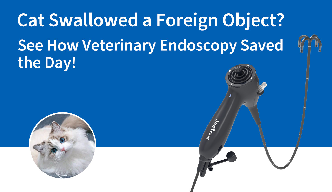 Cat Swallowed a Foreign Object? See How Veterinary Endoscopy Saved the Day!