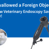 Cat Swallowed a Foreign Object? See How Veterinary Endoscopy Saved the Day!