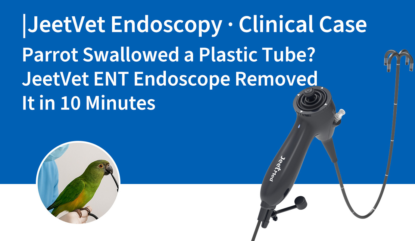 Endoscopia JeetVet · Caso clínico | ¿Un loro se tragó un tubo de plástico? El endoscopio otorrinolaringológico de JeetVet lo extrajo en 10 minutos.
