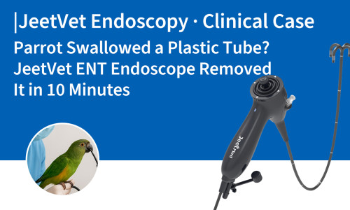 تنظير جيت فيت · حالة سريرية | هل ابتلع ببغاء أنبوبًا بلاستيكيًا؟ أزاله منظار جيت فيت للأذن والأنف والحنجرة في عشر دقائق.