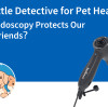 The Little Detective for Pet Health: How Endoscopy Protects Our Furry Friends？
