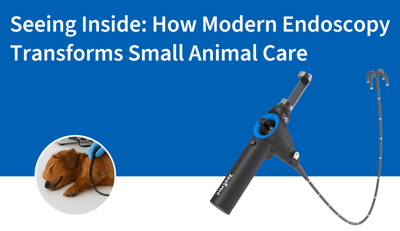 Voir à l'intérieur : Comment l'endoscopie moderne transforme les soins aux petits animaux
