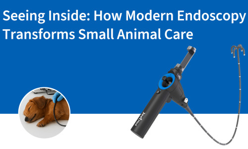 رؤية من الداخل: كيف يُحدث التنظير الداخلي الحديث تحولاً في رعاية الحيوانات الصغيرة