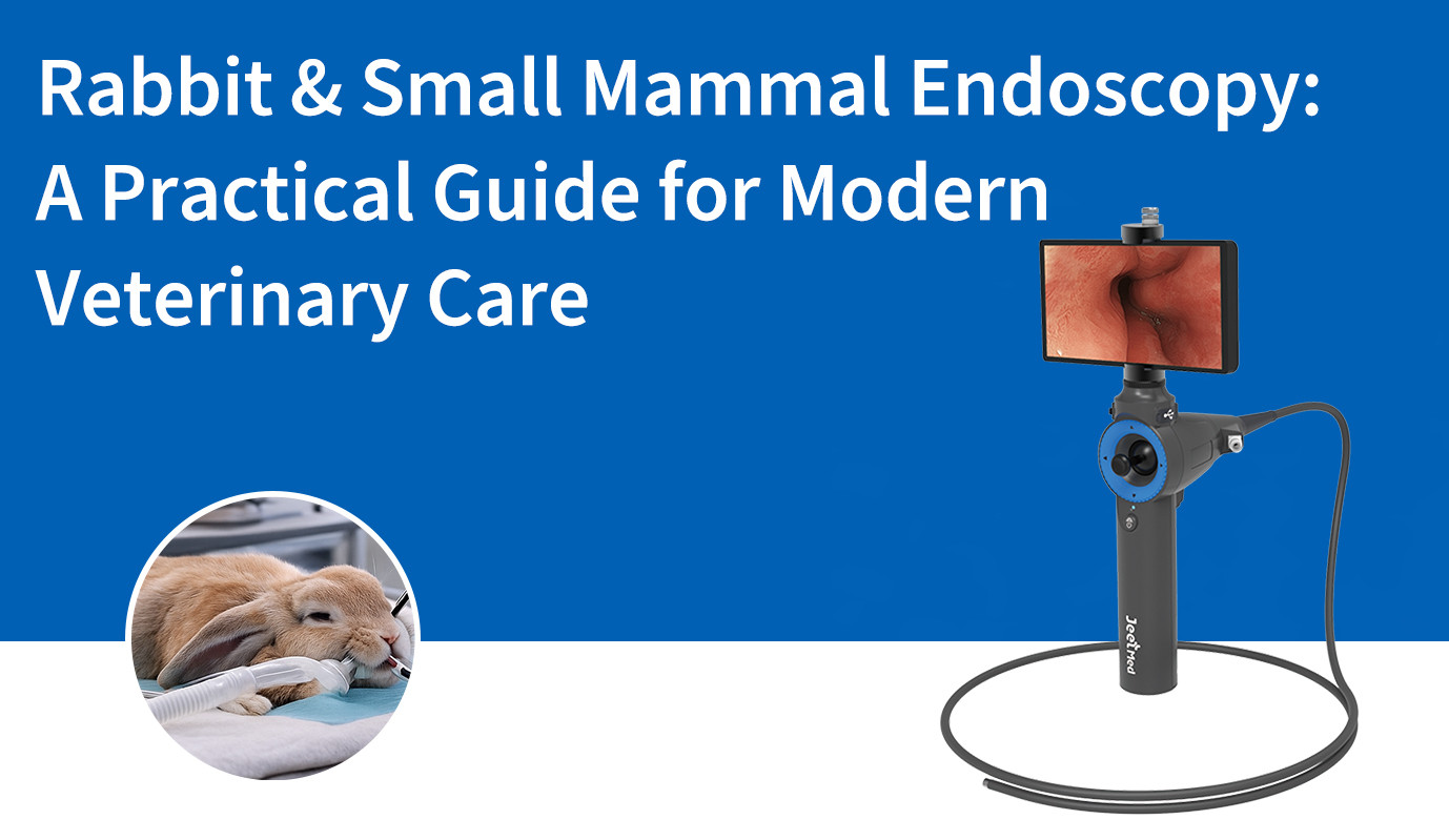 Rabbit & Small Mammal Endoscopy: A Practical Guide for Modern Veterinary Care