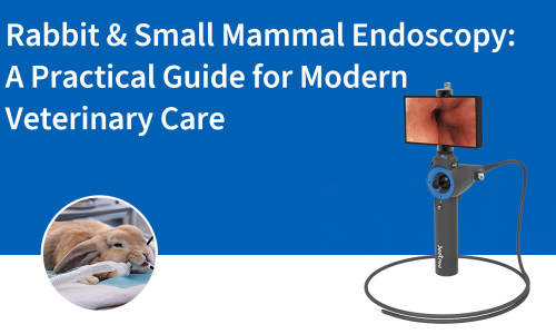 تنظير الأرانب والثدييات الصغيرة: دليل عملي للرعاية البيطرية الحديثة
