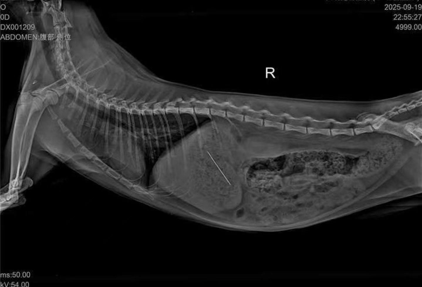 Veterinary Endoscope Case