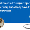 Cat Swallowed a Foreign Object? How Veterinary Endoscopy Saved the Day in Just 10 Minutes