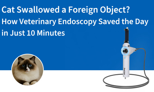 هل ابتلعت قطة جسمًا غريبًا؟ كيف أنقذ التنظير البيطري الموقف في عشر دقائق فقط؟