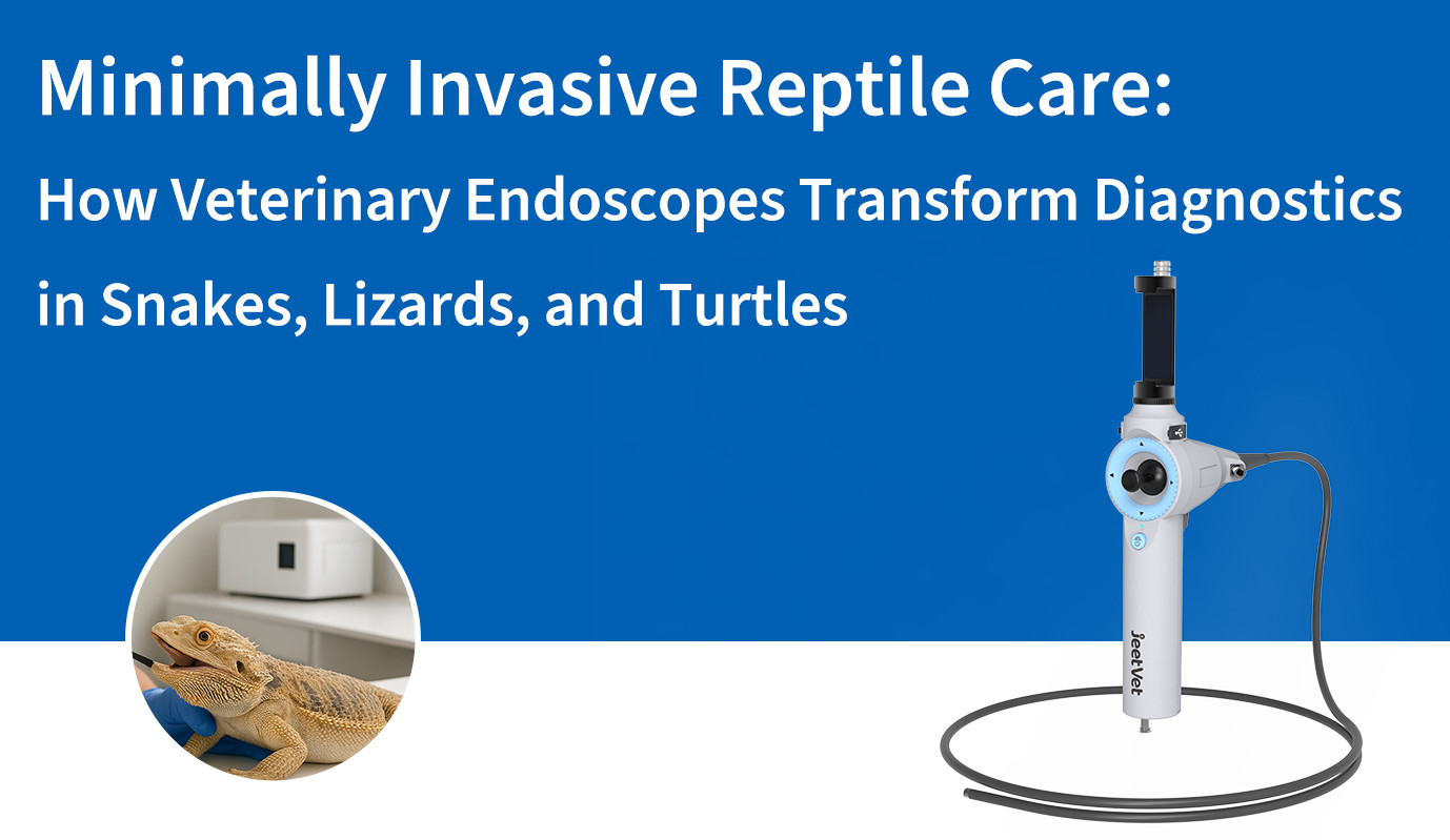 Minimally Invasive Reptile Care: How Veterinary Endoscopes Transform Diagnostics in Snakes, Lizards, and Turtles