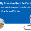 رعاية الزواحف بأقل تدخل جراحي: كيف تُحدث المناظير البيطرية نقلة نوعية في تشخيص الثعابين والسحالي والسلاحف