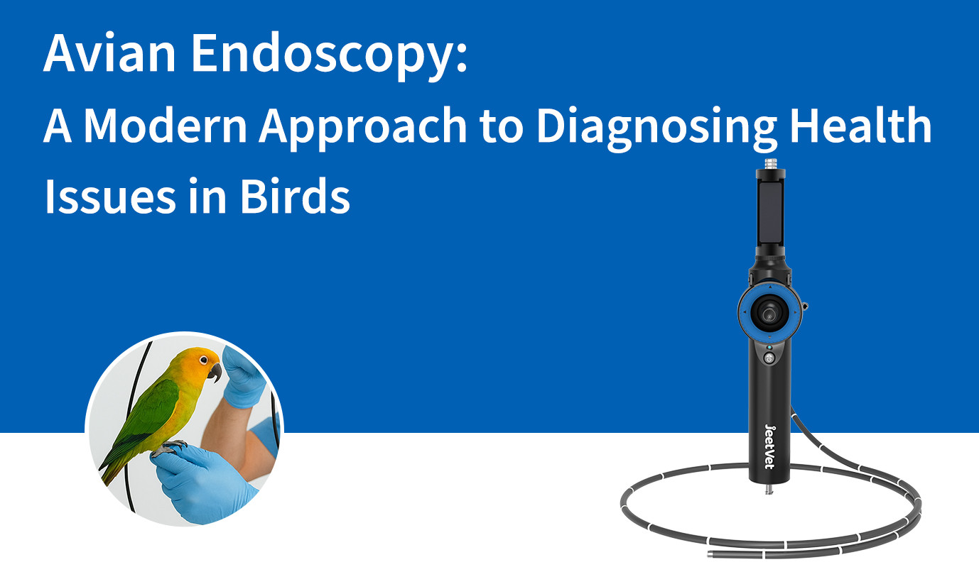 Avian Endoscopy: A Modern Approach to Diagnosing Health Issues in Birds