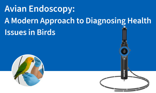 التنظير الداخلي للطيور: نهج حديث لتشخيص المشاكل الصحية لدى الطيور