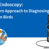 التنظير الداخلي للطيور: نهج حديث لتشخيص المشاكل الصحية لدى الطيور