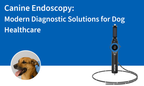 تنظير الكلاب: حلول تشخيصية حديثة لرعاية الكلاب